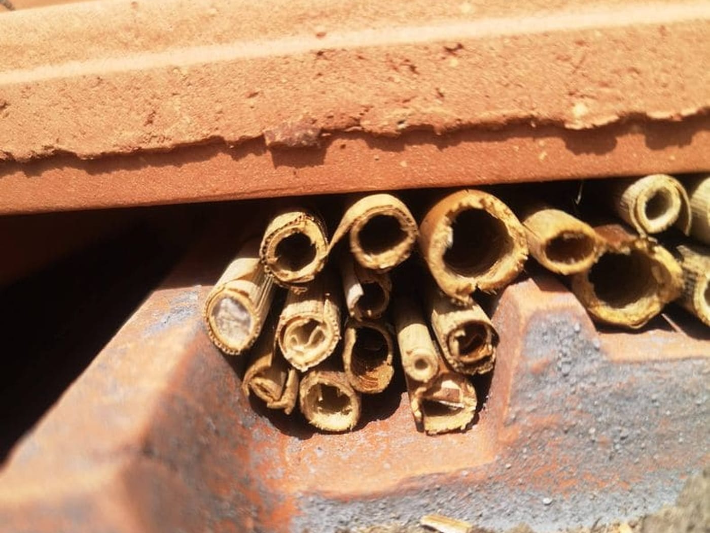 Roseaux pour les insectes